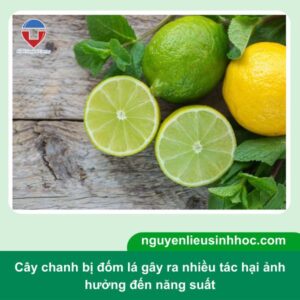 Cây chanh bị đốm lá nguyên nhân do đâu và cách phòng trị