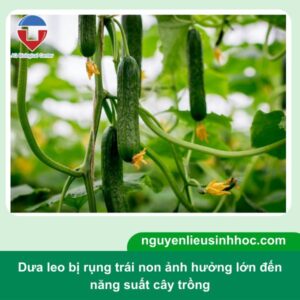 Dưa leo bị rụng trái non nguyên nhân do đâu? Cách khắc phục