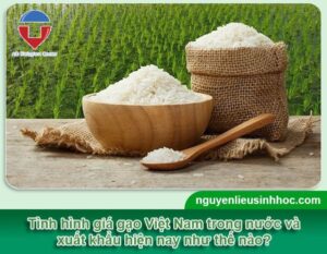 Giá gạo Việt Nam tăng cao, cập nhật giá gạo mới nhất