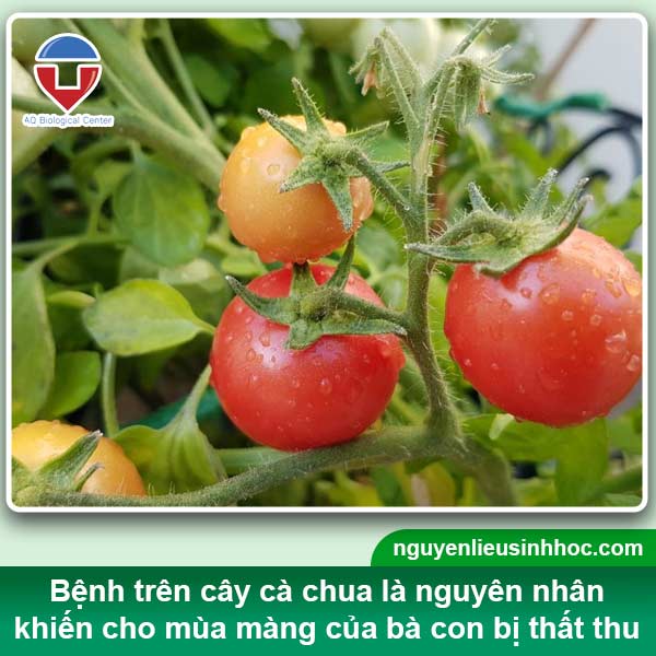 Tổng hợp bệnh trên cây cà chua thường gặp và cách phòng trị