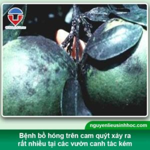 Cách phòng trừ bệnh bồ hóng trên cam quýt hiệu quả, an toàn