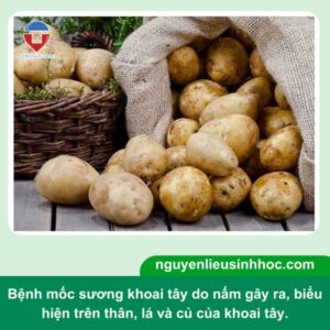 Bệnh mốc sương khoai tây: Nguyên nhân và cách phòng trừ