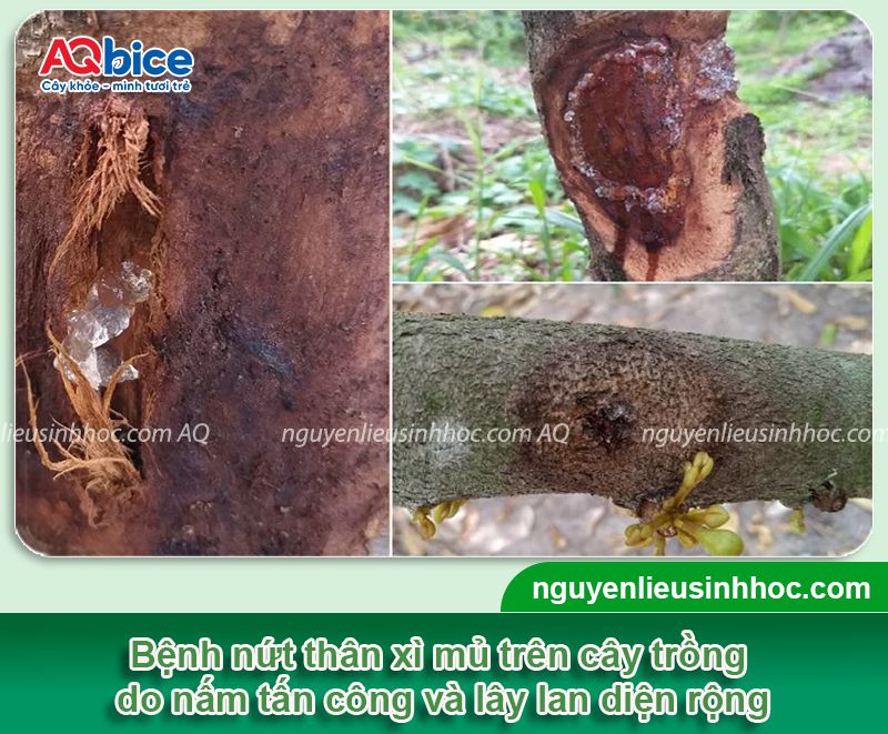 Phy Fusaco + Nano Cu Gold: Trị nứt thân xì mủ - Rửa vườn, sát khuẩn trừ nấm, tẩy rong rêu 3 Thuốc đặc trị nứt thân xì mủ, tẩy rong rêu, trừ nấm khuẩn