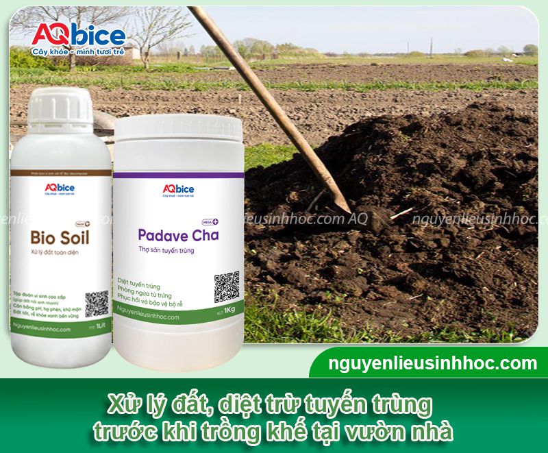 Hướng dẫn cách trồng cây khế tại nhà, trái đậu trĩu cành