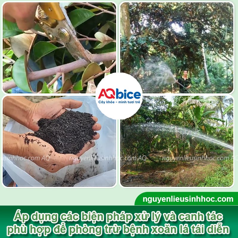 Cây vú sữa bị xoăn lá nguyên nhân do đâu & Cách phòng trị