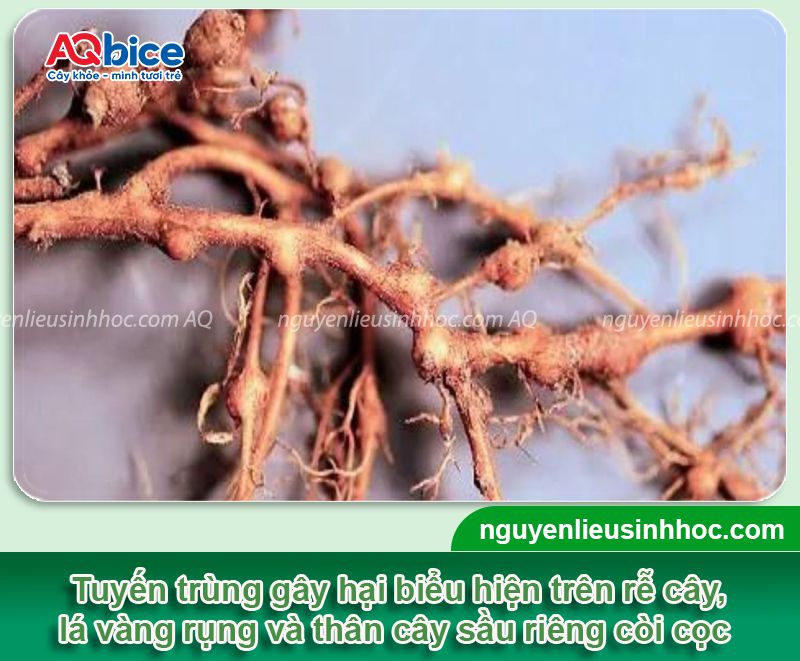 Tuyến trùng rễ sầu riêng: Biểu hiện và Cách xử lý dứt điểm