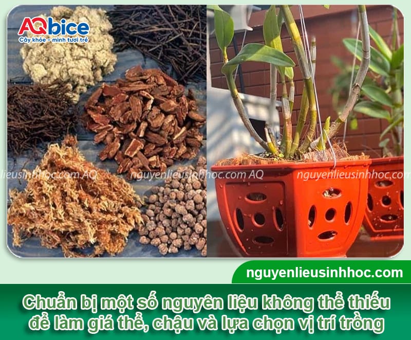 Cách trồng lan thanh đạm Indo đúng chuẩn, hoa nở rực rỡ 4 Cách trồng lan thanh đạm Indo đúng chuẩn, hoa nở rực rỡ