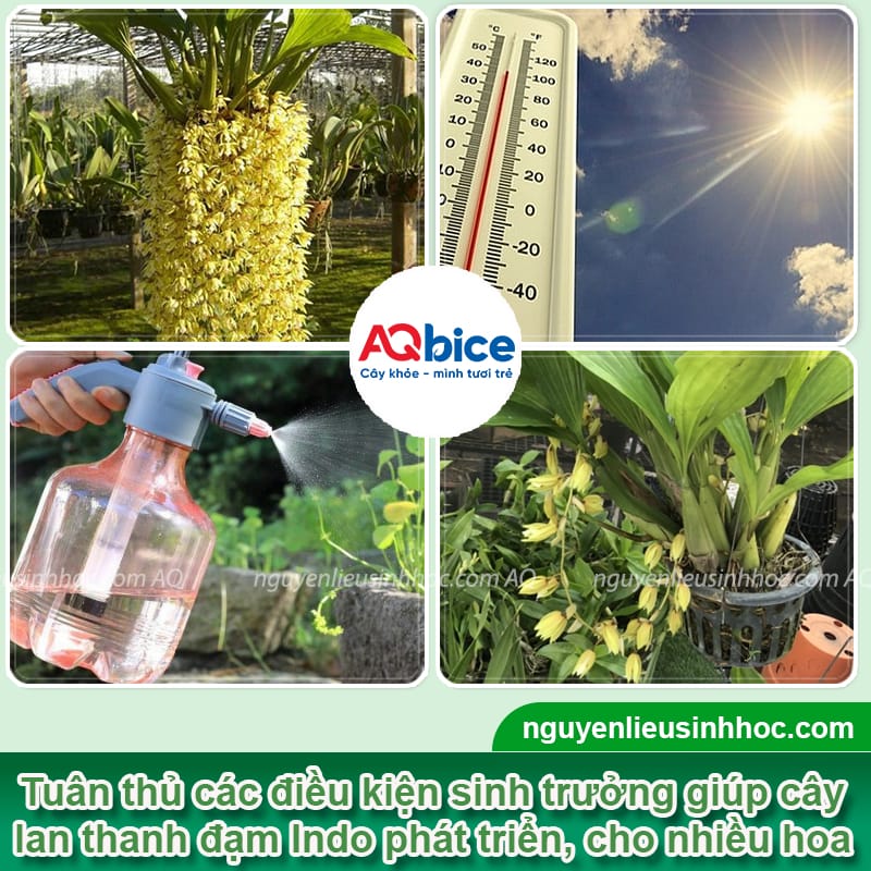 Cách trồng lan thanh đạm Indo đúng chuẩn, hoa nở rực rỡ 3 Cách trồng lan thanh đạm Indo đúng chuẩn, hoa nở rực rỡ