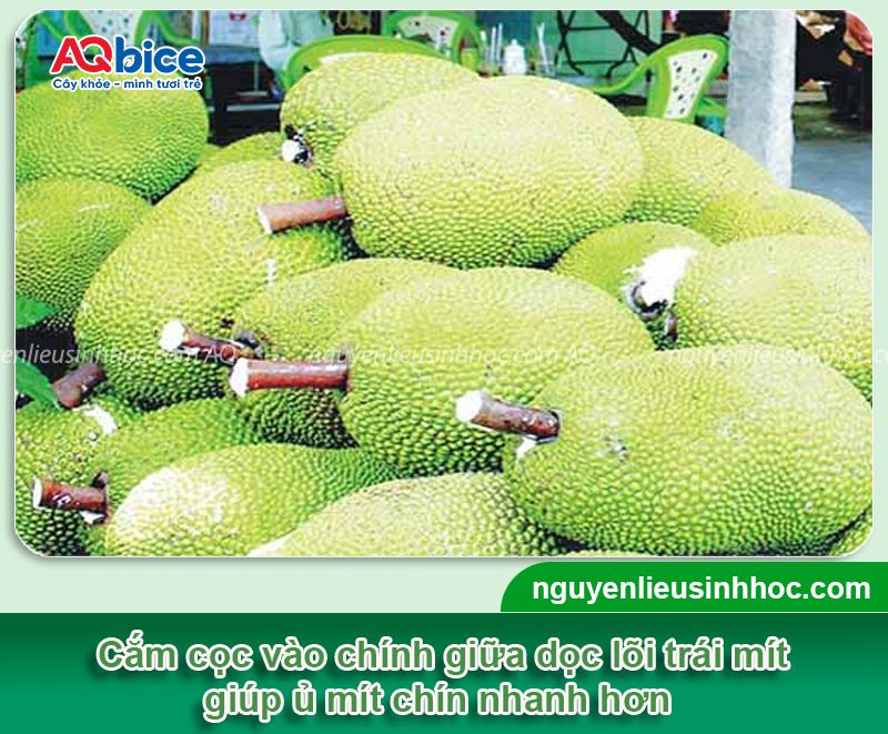 Cách ủ mít nhanh chín tại nhà không dùng hóa chất