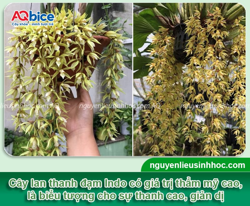 Cách trồng lan thanh đạm Indo đúng chuẩn, hoa nở rực rỡ