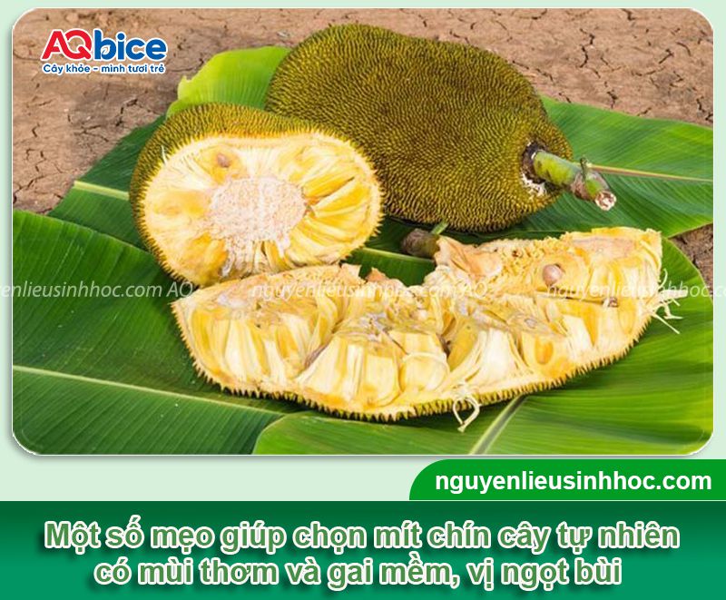 Cách ủ mít nhanh chín tại nhà không dùng hóa chất