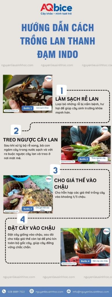 Cách trồng lan thanh đạm Indo đúng chuẩn, hoa nở rực rỡ 5 Cách trồng lan thanh đạm Indo đúng chuẩn, hoa nở rực rỡ