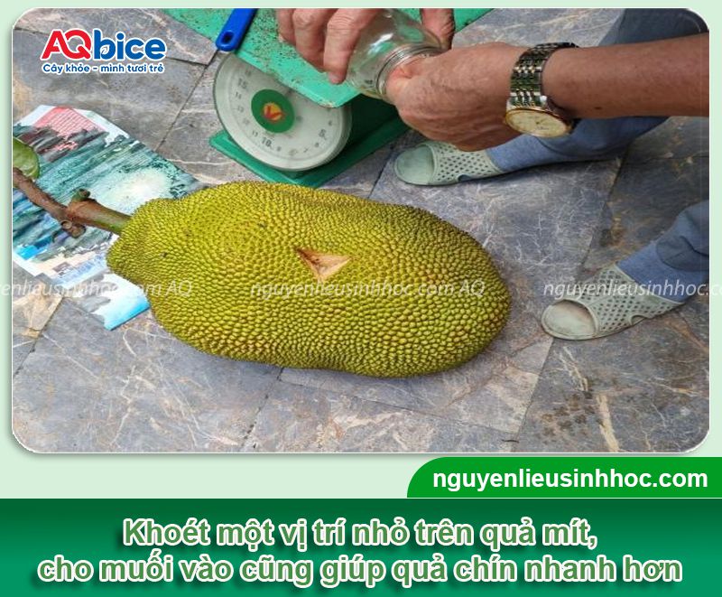 Cách ủ mít nhanh chín tại nhà không dùng hóa chất