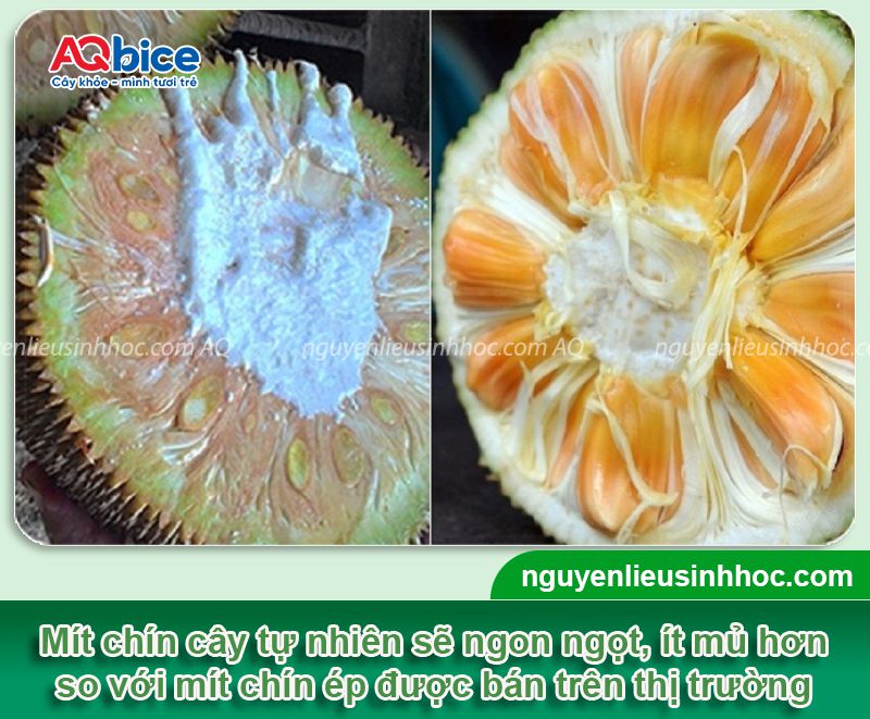 Cách ủ mít nhanh chín tại nhà không dùng hóa chất