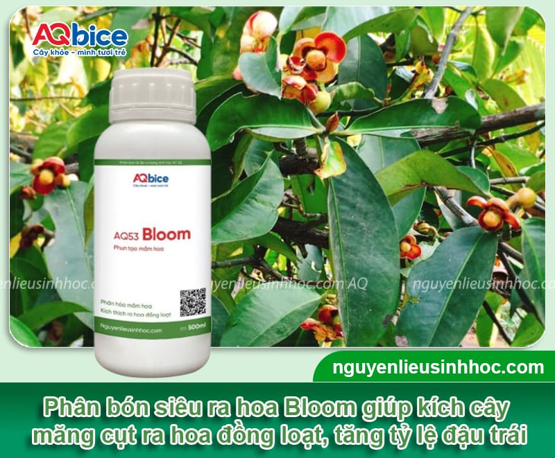 Cách xử lý măng cụt ra hoa đồng loạt, đậu trái sai trĩu cành 4 Cách xử lý măng cụt ra hoa đồng loạt, đậu trái sai trĩu cành