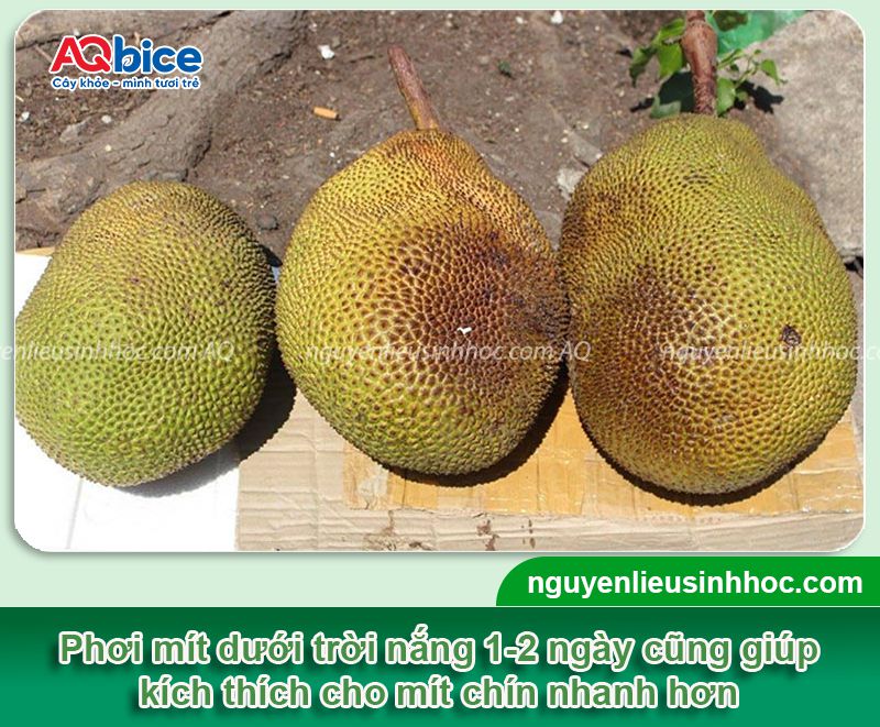 Cách ủ mít nhanh chín tại nhà không dùng hóa chất