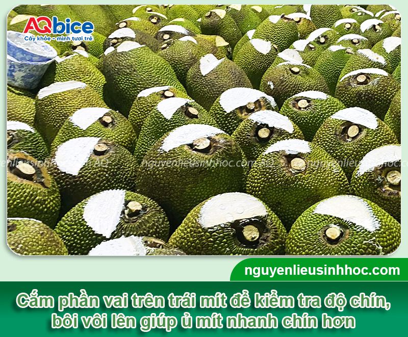 Cách ủ mít nhanh chín tại nhà không dùng hóa chất