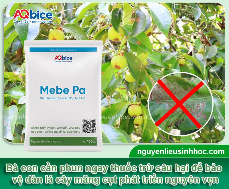 Cách xử lý măng cụt ra hoa đồng loạt, đậu trái sai trĩu cành 3 Cách xử lý măng cụt ra hoa đồng loạt, đậu trái sai trĩu cành