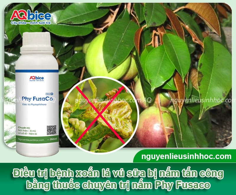 Cây vú sữa bị xoăn lá nguyên nhân do đâu & Cách phòng trị