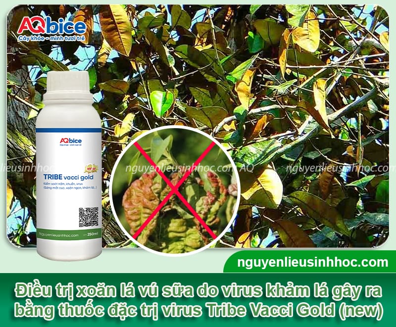 Cây vú sữa bị xoăn lá nguyên nhân do đâu & Cách phòng trị