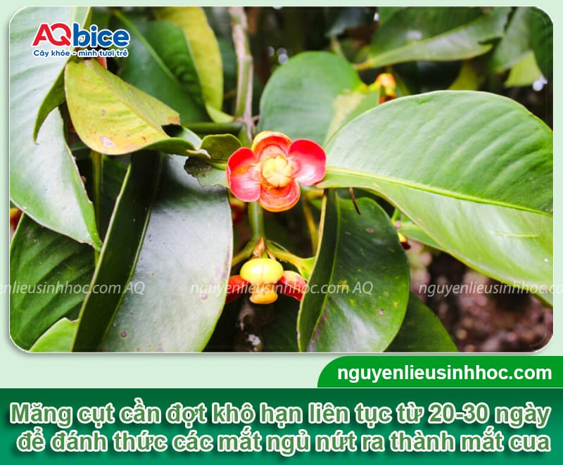 Cách xử lý măng cụt ra hoa đồng loạt, đậu trái sai trĩu cành 1 Cách xử lý măng cụt ra hoa đồng loạt, đậu trái sai trĩu cành