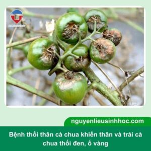 Bệnh thối thân cà chua: Nguyên nhân, Nhận biết & Phòng trừ