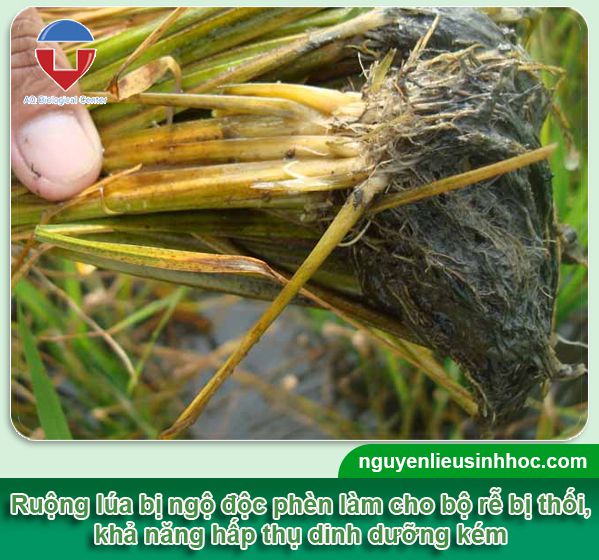 Cách xử lý cây lúa bị ngộ độc phèn & Nguyên nhân, nhận biết