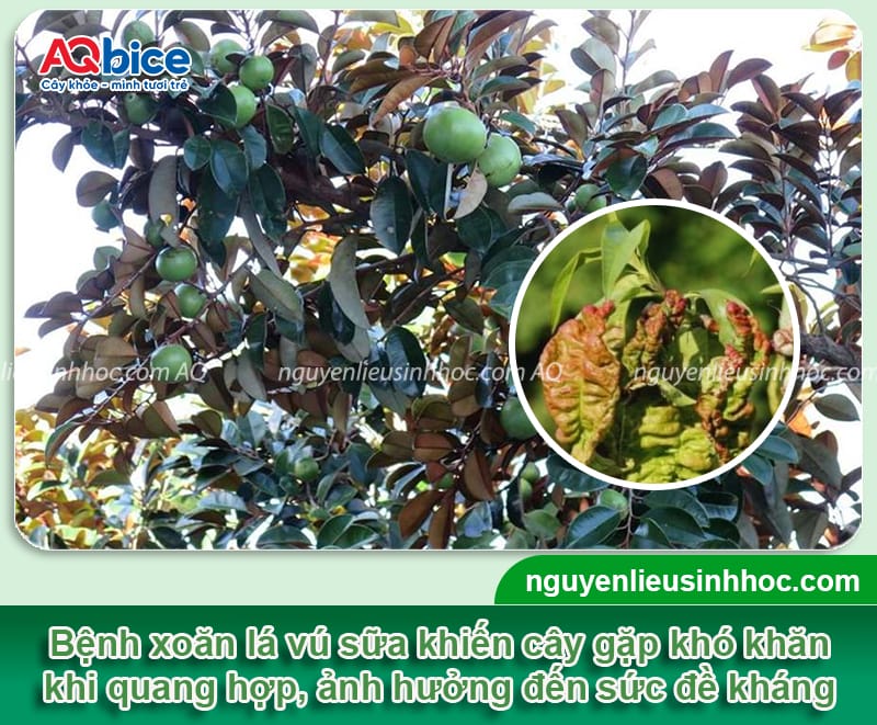 Cây vú sữa bị xoăn lá nguyên nhân do đâu & Cách phòng trị
