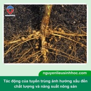 Bệnh tuyến trùng bưởi là gì? Nguyên nhân và Cách phòng trừ