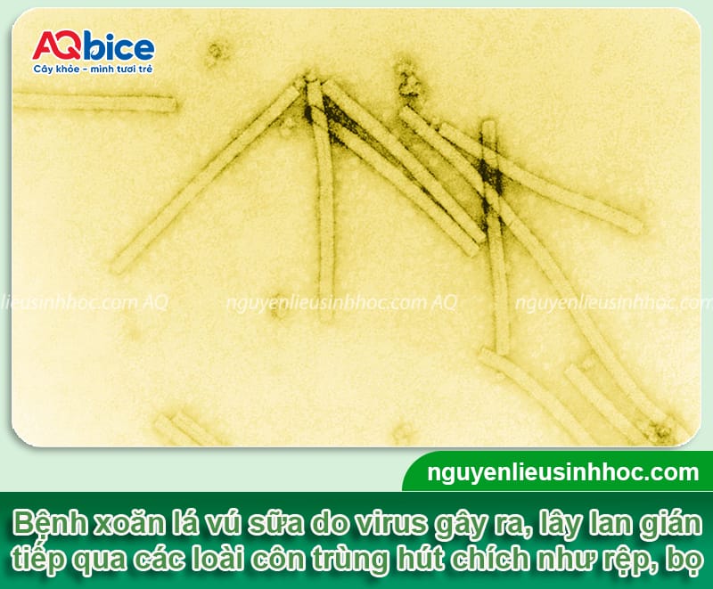 Cây vú sữa bị xoăn lá nguyên nhân do đâu & Cách phòng trị