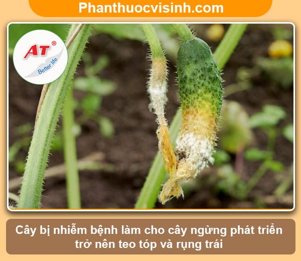  Biện pháp phòng trừ bệnh thối trái non trên bầu, bí, dưa hiệu quả