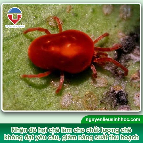 Hướng dẫn cách phòng trừ nhện đỏ hại chè hiệu quả, an toàn