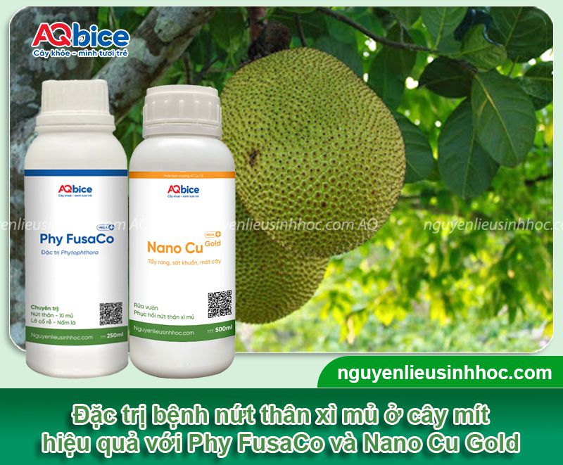 Thuốc đặc trị xì mủ cây mít hiệu quả nhanh, an toàn cho cây 5 Thuốc đặc trị xì mủ cây mít hiệu quả nhanh, an toàn cho cây