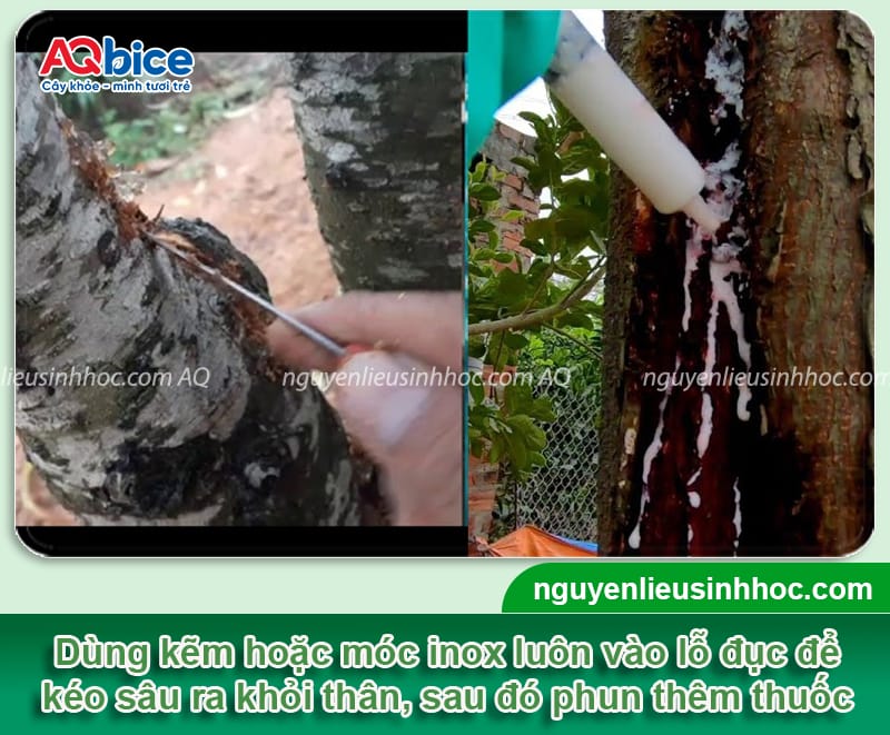 Diệt trừ sâu đục thân cây mít tận gốc, hiệu quả nhanh 4 Diệt trừ sâu đục thân cây mít tận gốc, hiệu quả nhanh