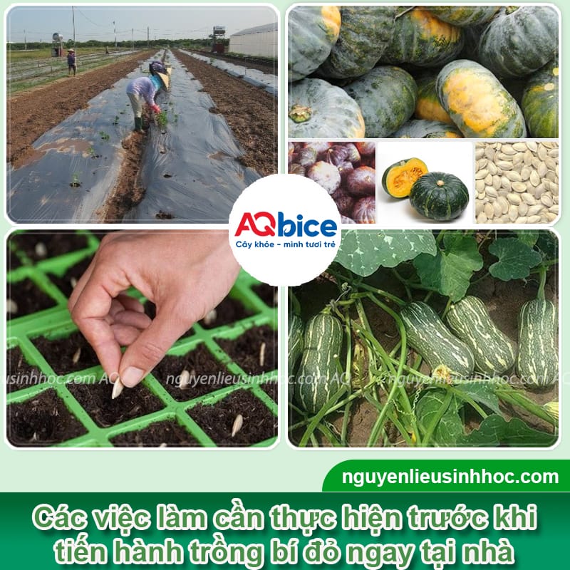 Hướng dẫn cách trồng bí đỏ nhiều trái, ít bị sâu bệnh 3 Hướng dẫn cách trồng bí đỏ nhiều trái, ít bị sâu bệnh