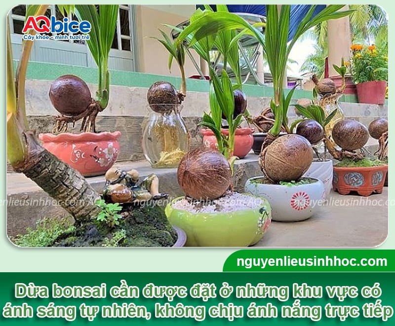 Cách trồng dừa bonsai trưng Tết 2026 đơn giản, độc lạ 4 Cách trồng dừa bonsai trưng Tết 2026 đơn giản, độc lạ