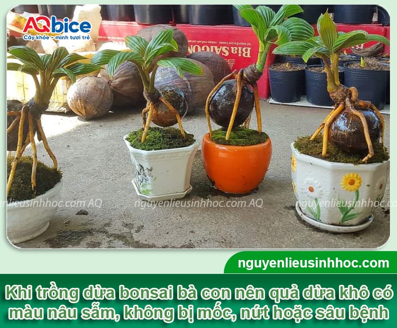 Cách trồng dừa bonsai trưng Tết 2026 đơn giản, độc lạ 3 Cách trồng dừa bonsai trưng Tết 2026 đơn giản, độc lạ