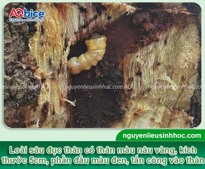 Diệt trừ sâu đục thân cây mít tận gốc, hiệu quả nhanh 3 Diệt trừ sâu đục thân cây mít tận gốc, hiệu quả nhanh