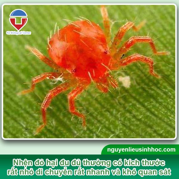 Biện pháp xử lý nhện đỏ hại đu đủ an toàn, hiệu quả