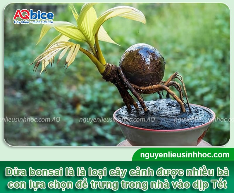 Cách trồng dừa bonsai trưng Tết 2026 đơn giản, độc lạ