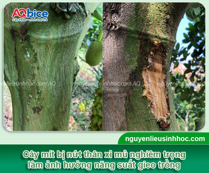 Thuốc đặc trị xì mủ cây mít hiệu quả nhanh, an toàn cho cây 3 Thuốc đặc trị xì mủ cây mít hiệu quả nhanh, an toàn cho cây