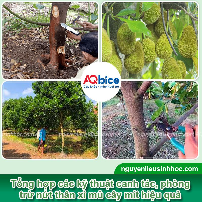 Thuốc đặc trị xì mủ cây mít hiệu quả nhanh, an toàn cho cây 4 Thuốc đặc trị xì mủ cây mít hiệu quả nhanh, an toàn cho cây