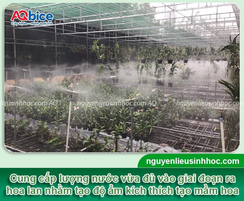 Hướng dẫn cách kích thích lan ra hoa rực rỡ, lâu tàn