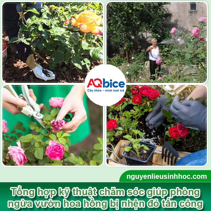 Đặc điểm của nhện đỏ hoa hồng và Cách xử lý triệt để 3 Đặc điểm của nhện đỏ hoa hồng và Cách xử lý triệt để