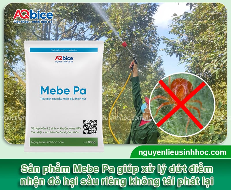 Nhện đỏ hại sầu riêng: Dấu hiệu nhận biết và cách trị tận gốc