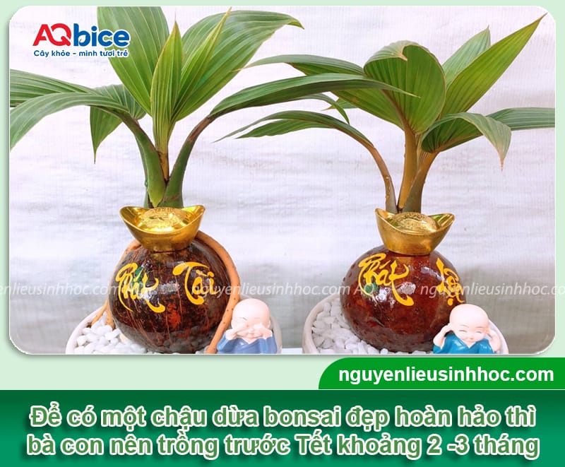 Cách trồng dừa bonsai trưng Tết 2026 đơn giản, độc lạ 2 Cách trồng dừa bonsai trưng Tết 2026 đơn giản, độc lạ