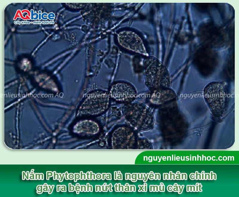 Thuốc đặc trị xì mủ cây mít hiệu quả nhanh, an toàn cho cây 2 Thuốc đặc trị xì mủ cây mít hiệu quả nhanh, an toàn cho cây