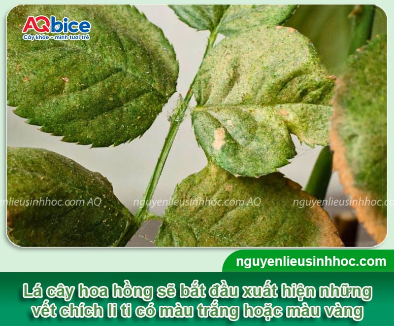 Đặc điểm của nhện đỏ hoa hồng và Cách xử lý triệt để