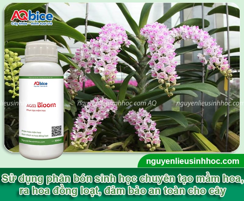 Hướng dẫn cách kích thích lan ra hoa rực rỡ, lâu tàn