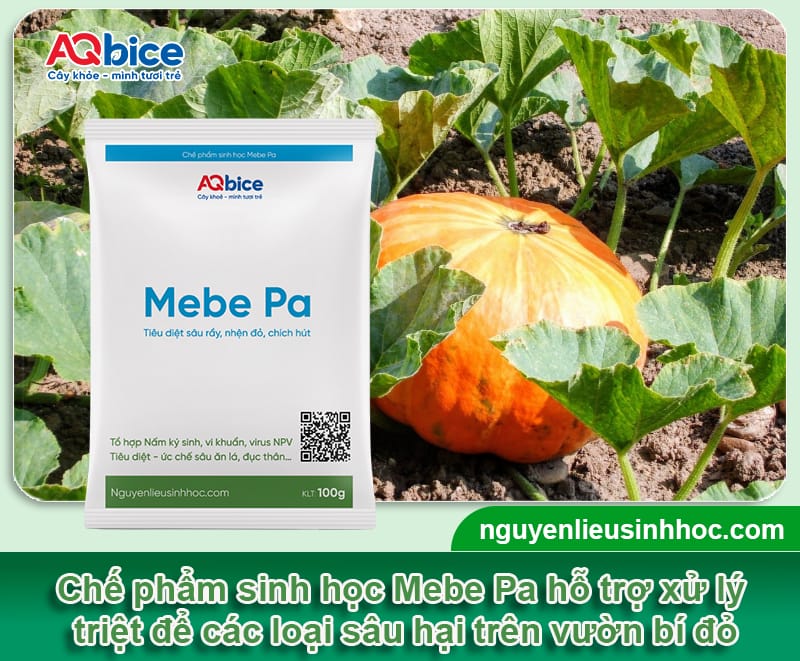 Hướng dẫn cách trồng bí đỏ nhiều trái, ít bị sâu bệnh 4 Hướng dẫn cách trồng bí đỏ nhiều trái, ít bị sâu bệnh